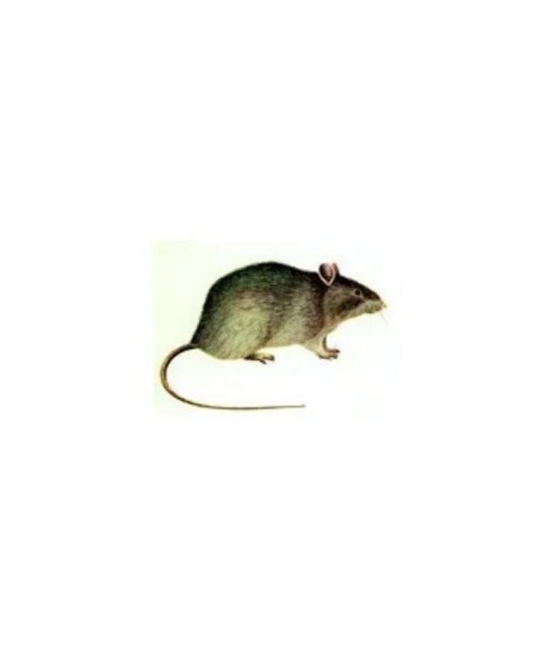Traitement contre les souris