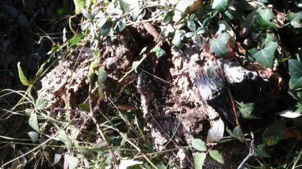Traitement termites par pièges en Gironde
